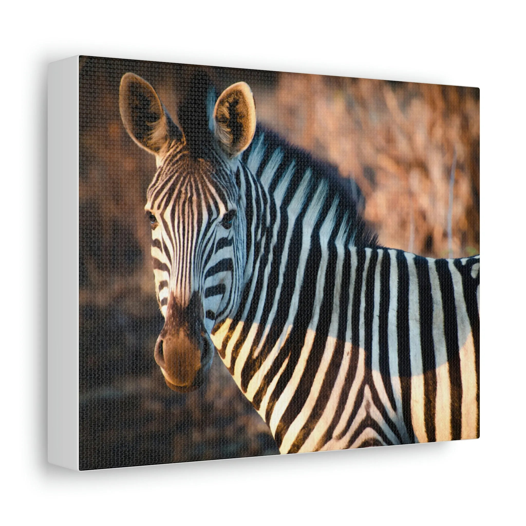 Zebra Stretched Canvas