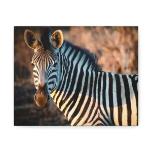 Zebra Stretched Canvas